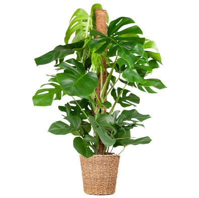 Monstera Deliciosa XL mit Torun-Korb - Ø24cm - 120cm - Zimmerpflanze - Immergrün