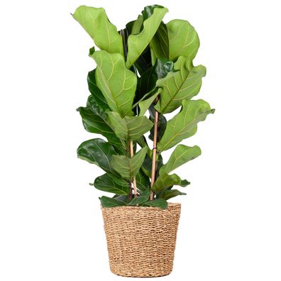 Ficus Lyrata XL mit Torun-Korb - Ø27cm - 140cm - Zimmerpflanze - Immergrün