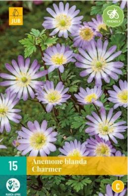 Anemone blanda Charmer, 15 Blumenzwiebeln Jub