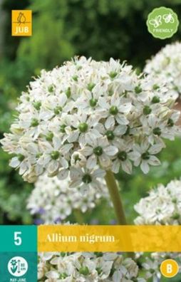 Allium nigrum, 5 Blumenzwiebeln Jub