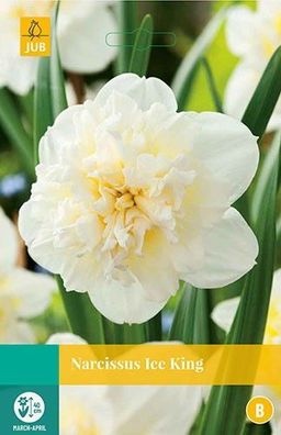 Narcissus Ice King Blumenzwiebeln 5 Zwiebeln Jub