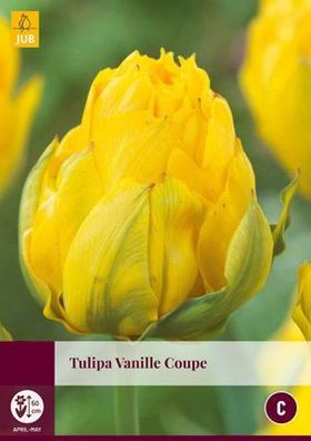 Tulipa Vanilla Coupe, 5 Blumenzwiebeln Jub