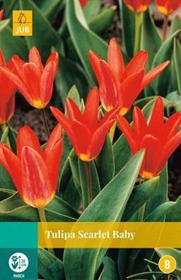 Tulipa Scarlet Baby, 7 Blumenzwiebeln Jub