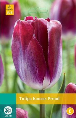 Tulipa Kansas Proud , 10 Blumenzwiebeln Jub