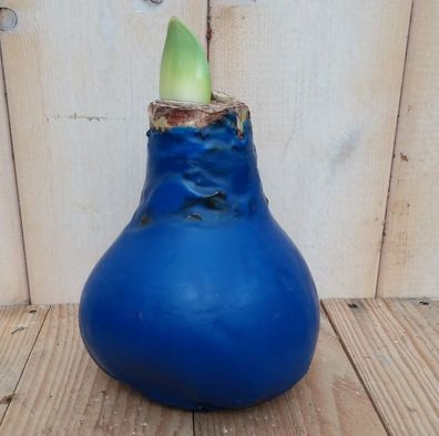 Amaryllis Zwiebel blau/lila in Wachs Warentuin natuurlijk