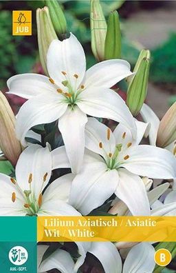 Lilium weiß Blumenzwiebeln 2 Zwiebeln Jub