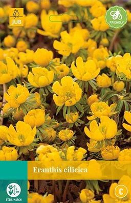 Eranthis cilicica Zwiebeln 15 Zwiebeln Jub