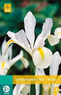 Iris hollandica weiß Blumenzwiebeln 25 Zwiebeln Jub