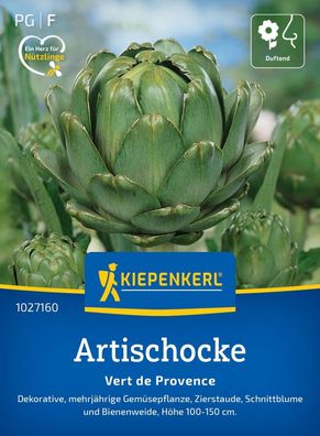 Artischocke Vert de Provence, mehrjährige Gemüsepflanze - Zierstaude