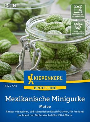 Mexikanische Minigurke Mateo, Ranker mit kleinen Naschfrüchten - Freiland,