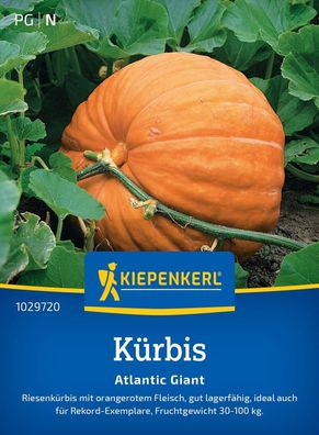 Kürbis Atlantic Giant, Riesenkürbis (Rekord-Exemplare) - gut lagerfähig