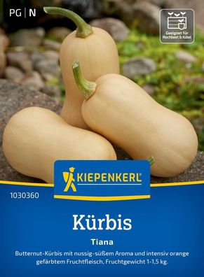 Kürbis Tiana, F1, Butternut-Kürbis - mit nussig-süßem Aroma - Fruchtgewicht: