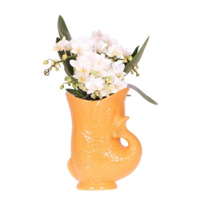 Kolibri Orchids Weiße Orchidee Nazaré + Fischtopf orange - Topfgröße 9cm