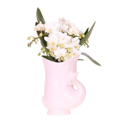 Kolibri Orchids Weiße Orchidee Nazaré + Fischtopf rosa - Topfgröße 9cm