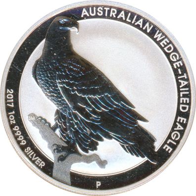 Australien 2017 - Wedge Tailed Eagle*