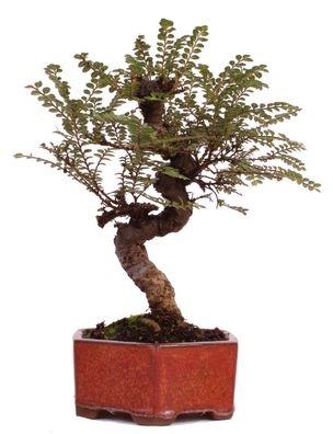 Bonsai - Ulmus parvifolia 'Seiju', Chinesische Ulme, sehr kleine Blätter 220/91