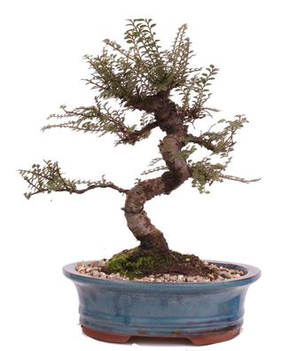 Bonsai - Ulmus parvifolia 'Seiju', Chinesische Ulme, sehr kleine Blätter 220/92