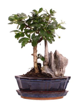 Bonsai - Carmona microphylla, Fukientee 222/20