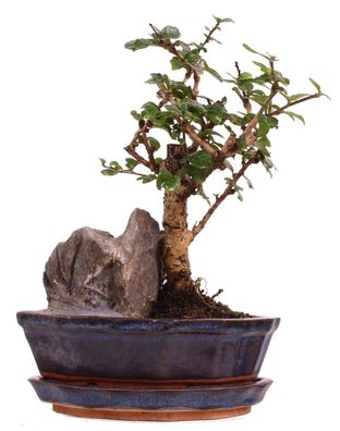 Bonsai - Carmona microphylla, Fukientee 222/21