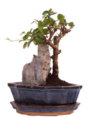 Bonsai - Carmona microphylla, Fukientee 222/22