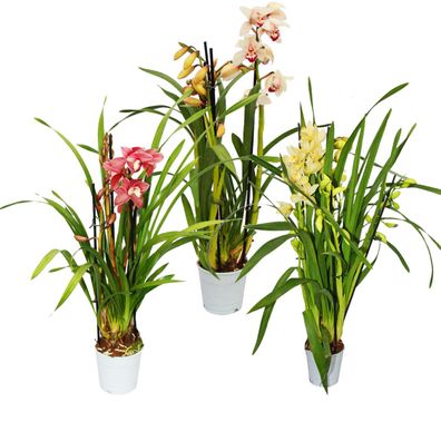 Cymbidium Orchidee - Kahnorchidee - Die Orchidee für kühle Räume