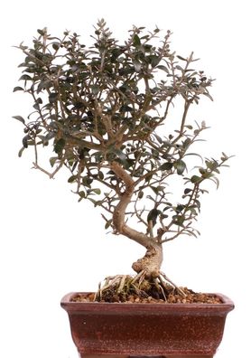 Bonsai - Olea europaea Sylvestris, Wildolive 209/196