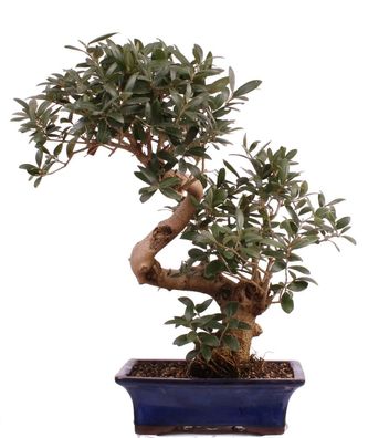 Bonsai - Olea europaea, Olive 209/151