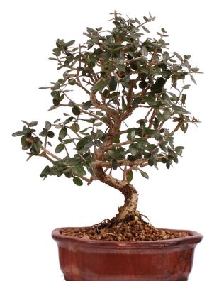 Bonsai - Olea europaea Sylvestris, Wild-Olive 209/197