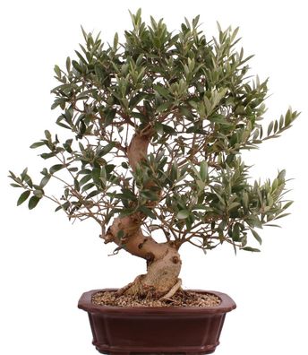 Bonsai - Olea europaea, Olive 209/163