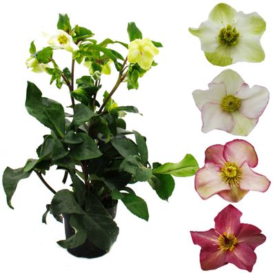 Christrose - Schneerose - Helleborus "Ice n Roses" - mit vielen Knospen - im 15cm