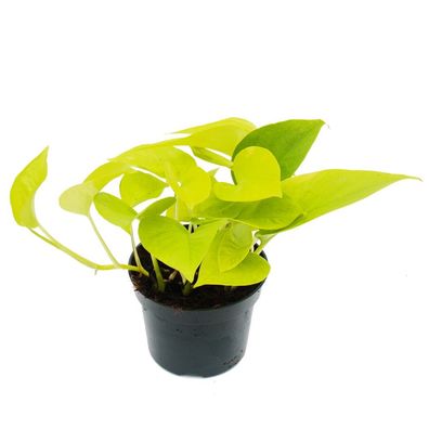 gelb-grüne Efeutute - Epipremnum Golden Pothos - Scindapsus - 12cm Topf - Zimmerpf