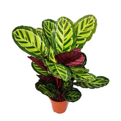 XXL-Schattenpflanze mit ausgefallenem Blattmuster - Calathea roseapicta - 19cm