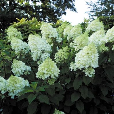 Hydrangea Paniculata 'Silver Dollar' 30-50 cm Rispenhortensie Laubgehölz