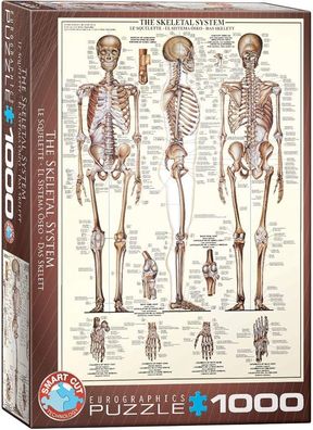 Eurographics 6000-3970 The Skeletal System Skelett Puzzle, bunt, Einheitsgröße