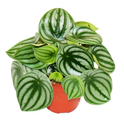 Peperomia argyreia Watermelon - Wassermelonen-Zwergpfeffer - im 12cm Topf