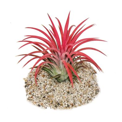 Tillandsia ionantha "Fire" - intensive rote Farbe