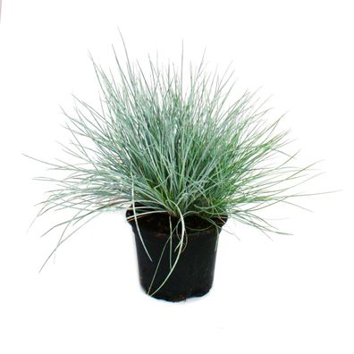 Blauschwingel-Gras - Festuca glauca - 9cm Topf