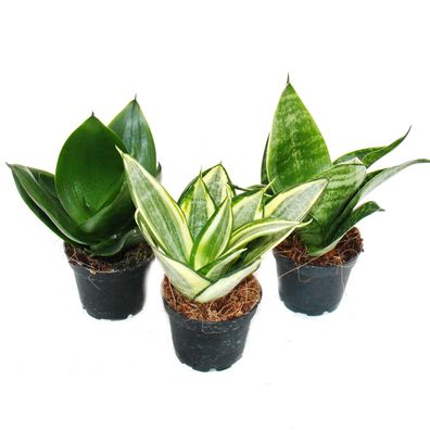 Sansevieria trifaciata hahnii - 3 versch. Pflanzen im 5,5cm Topf - Bogenhanf,