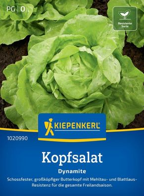 Kopfsalat Dynamite, schossfest - großköpfiger Butterkopf - resistent