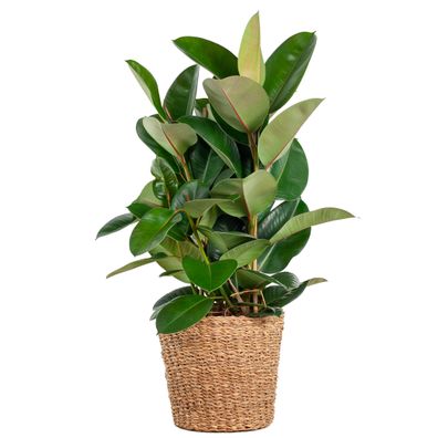 Ficus Elastica Robusta XL mit Korb Torun - Ø27cm - 90cm - Zimmerpflanze - Immergrün