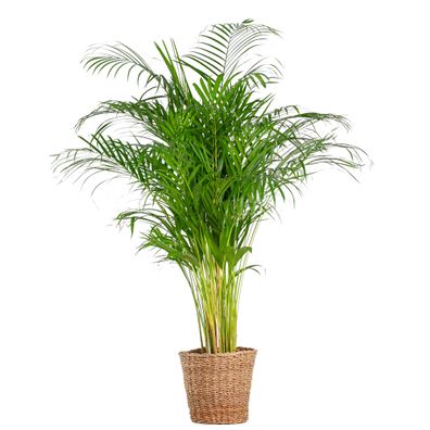 Areca-Palme (Dypsis) XL mit Korb Torun - Ø24cm - 120cm - Zimmerpflanze - Immergrün