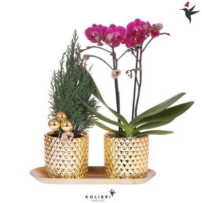 Kolibri Company | Pflanzenset Diamond Pearl Weihnachten Gold | Lila Phalaenopsis O