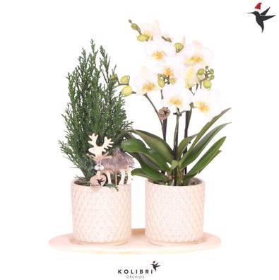 Kolibri Company | Pflanzenset Diamond Pearl Weihnachten | Weiße Phalaenopsis Orch