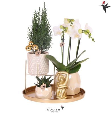 Pflanzenset Weihnachten | Weiße Phalaenopsis Orchidee Amabilis + Mini-Weihnachtsb