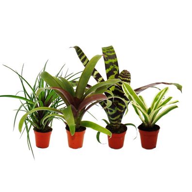 Mini-Bromelien-Set "Nature's Touch" - 4 Pflanzen mit ausgefallener natürlicher