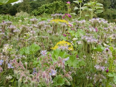 Bingenheimer-Saatgut Blühstreifenmischung Blumensamen, einjährig, ostengünstig