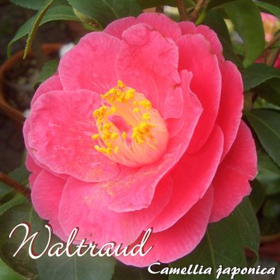 Kamelie "Waltraud" - Camellia japonica - 3-jährige Pflanze (8)