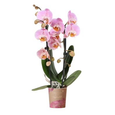 Kolibri Orchideen - Rosa Phalaenopsis Orchidee - Niagara Fall - Topfgröße 9cm