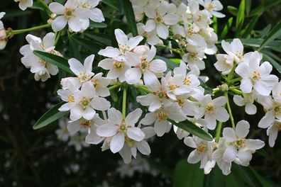 Choisya ternata - Orangenblume - immergrüner Kleinstrauch Kübelpflanze