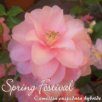 Kamelie "Spring Festival" - Camellia cuspidata hybride - 3-jährige Pflanze (123)